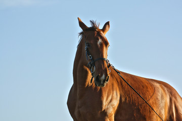 Portrait of a chestnut horse in bright evening sunlight against blue sky. Animal portrait.