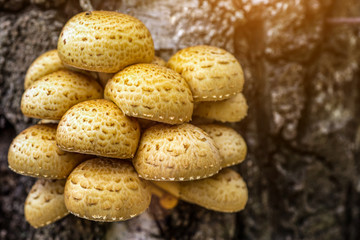 Armillaria mellea, commonly known as honey fungus, is a basidiomycete fungus in the genus Armillaria. Beautiful edible mushroom.