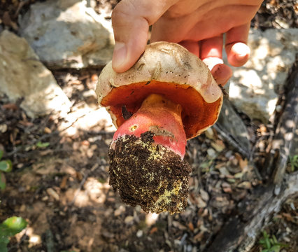 devil's bolete, Boletus satanas mushroom is growing in the forest in Moncayo, Aragon, Spain