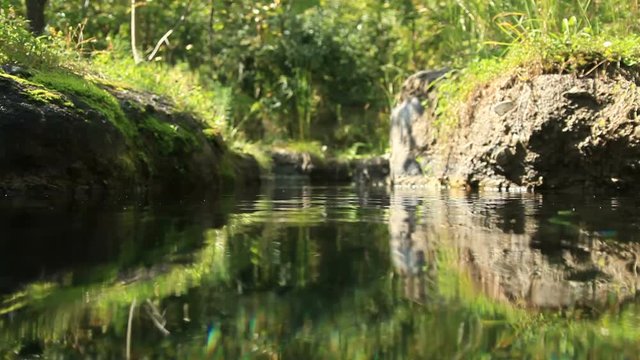 Redfin dace and pale chub swimming in pond