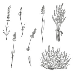 Set of hand drawn sketch lavender isolated on white background. Vector vintage retro illustration. - obrazy, fototapety, plakaty