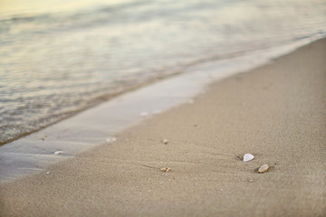 Detail on wet sand on the beach, blurred sea in background - shallow depth of field photo - only small white seashell in focus