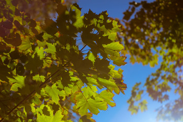 Beginning of autumn. Still green leaves of maple against the blue sky. Soft focus, defocused.