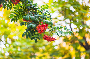 Green branches with bunches of red rowan( Sorbus aucuparia, tree mountain ash) on a blurred background. Autumn colorful background. Copy space. Soft focus, selected focus