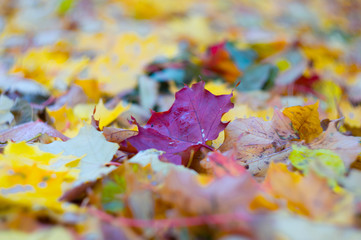 Bright burgundy maple leaf among the fallen leaves on the ground. Falling leaves. Autumn background. Soft focus, shallow depth of field.