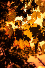Autumn maple leaves lit by sunlight. Colorful autumn background. Soft focus,selected focus.