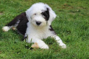 dog on green grass