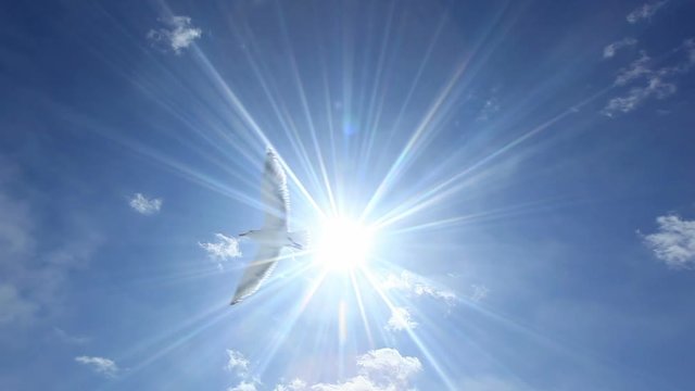 Seagull flying against sun