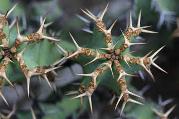 Closeup of a green cactus with long spiky dangerous spikes