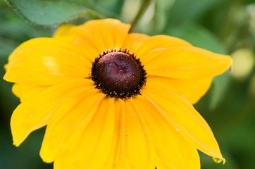 Yellow blossom, with macro lens