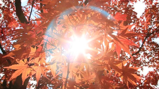 Momiji leaves, Acer palmatum, in autumn, Kyoto City, Kyoto Prefecture