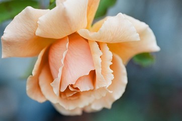 Fototapeta na wymiar Peach rose, with macro lens