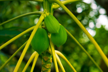 Pepe or Carica papaya L. Clean and green plant in the garden