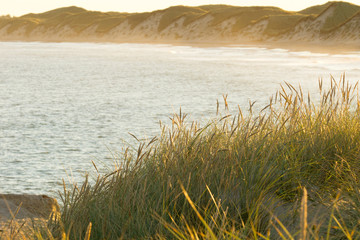 Dunes with dune grass on the north sea coast in Denmark