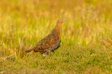 Red Grouse male in summer. (Scientific name: Lagopus lagopus) Stood in natural moorland habitat of heather and grasses  Facing right.  Horizontal.  Space for copy