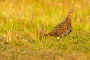 Red Grouse male in summer. (Scientific name: Lagopus lagopus) Stood in natural moorland habitat of heather and grasses  Facing right.  Horizontal.  Space for copy