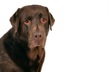 Chocolate brown labrador retriever portrait isolated on white