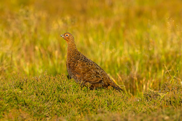Red Grouse male in summer. (Scientific name: Lagopus lagopus) Stood in natural moorland habitat with heather and grasses.  Facing left.  Horizontal. Space for copy.