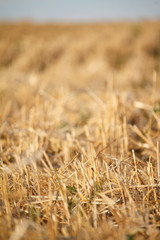 Fototapeta premium A golden stubble of mown wheat field against a blue sky, selective focus