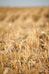 A golden stubble of mown wheat field against a blue sky, selective focus