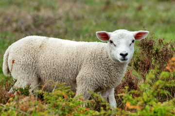 Naklejka na ściany i meble A little sheep on a meadow