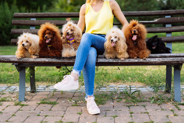 Beautiful middle age blonde woman enjoys walking with her adorable miniature poodles