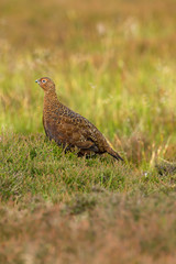 Red Grouse male in summer. Stood in natural moorland habitat of heather and grasses.  Facing left.  Portrait, vertical.  Space for copy.