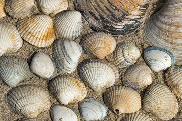 Nahaufnahme von Muscheln am Strand