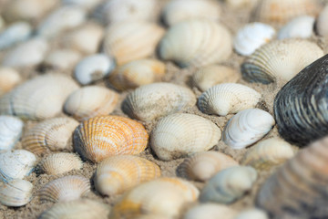 Nahaufnahme von Muscheln am Strand