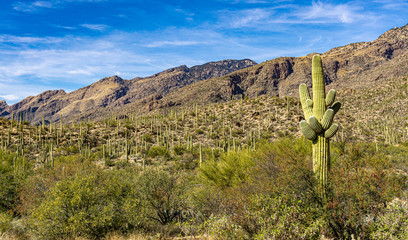 Desert View of Catalina Mountains Tucson Arizona