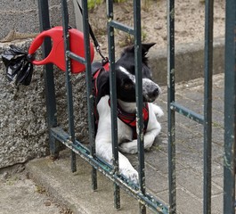 Hund hinter Gitter