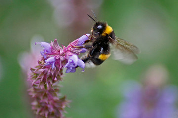 Hummel beim Nektar sammeln 