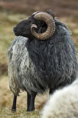 Zelfklevend Fotobehang A grey longhaired Gotland sheep on a meadow © kwarner