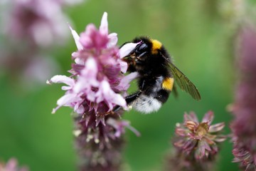 Hummel beim Nektar sammeln 