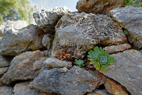 Sägeblättriges Dickröschen (Rosularia serrata), Insel Symi, Dodekanes, Griechenland