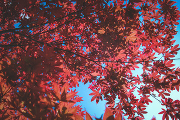 Red maple leaves in autumn season with blue sky.