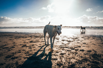 Playa 15