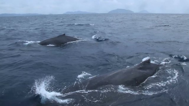 Humpback whale spouting and swimming in sea
