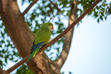 Wild green parrot in a park in Spain. Also known as the Monk parakeet or Quaker parrot.