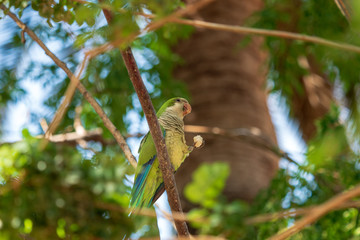 Wild green parrot in a park in Spain. Also known as the Monk parakeet or Quaker parrot.