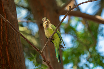 Wild green parrot in a park in Spain. Also known as the Monk parakeet or Quaker parrot.