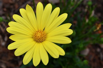 Close-up overhead view of a single, yellow daisy flower with dark green background