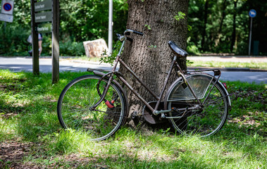 Fototapeta na wymiar Bike leaned on a tree trunk, Rotterdam city, Netherlands