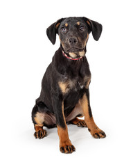 Black and Tan Crossbreed puppy Sitting Isolated