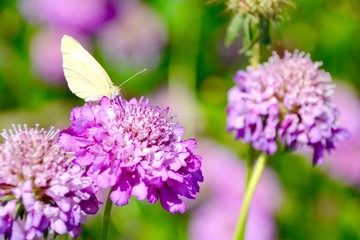 Obraz premium Blumenwiese im Sommer - Hintergrund Wildblumen und Insekten