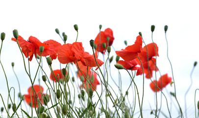 Red poppy in a meadow is blown by the wind, in front of white background