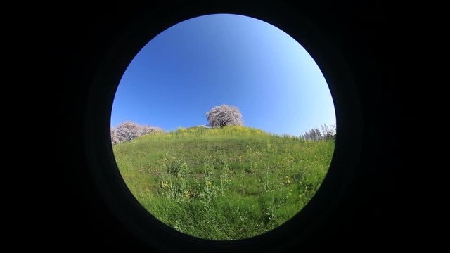 Yoshino cherry blossom on Maru Tomb hill