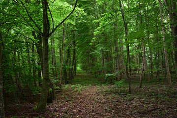 A hidden path leads through the forest with trees on both sides