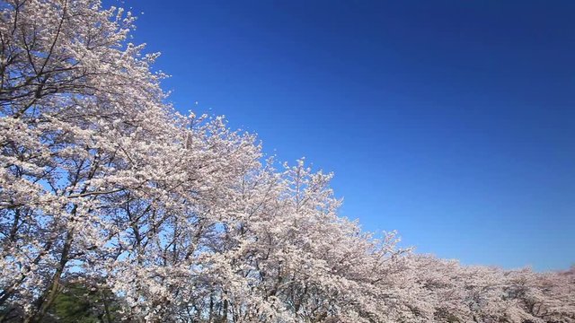 Yoshino cherry blossom in row and hill of Maru Tomb