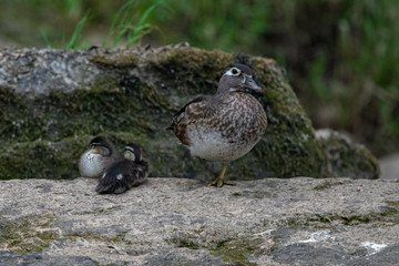 Female Wood Duck